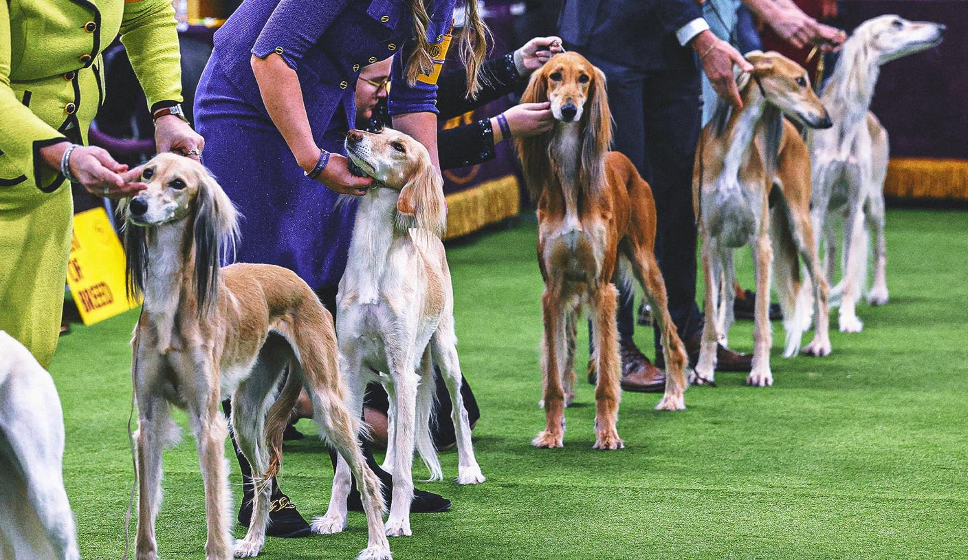 B体育官网 - 2026 威斯敏斯特犬展：各组冠军揭晓，第2日赛况回顾 | B体育